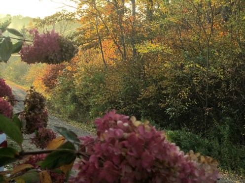 down our lane early morn